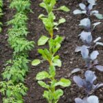 herb gardening for beginners