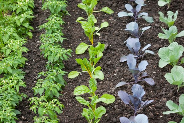 herb gardening for beginners