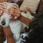how to remove pet odor from house