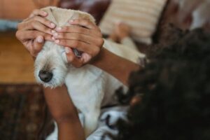 how to remove pet odor from house